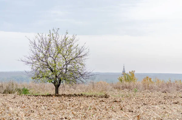 Lone Tree Stands Arable Arable Land — Stock Photo, Image