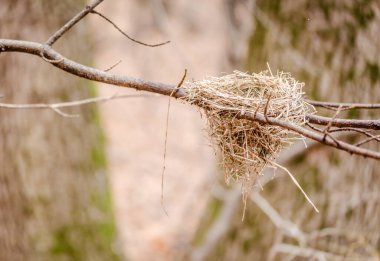 Sonbaharda Novi Sad yakınlarındaki Fruska Gora dağının manzarası. Kuşlar sonbaharda bir ağacın tepesinde yuva yaparlar..