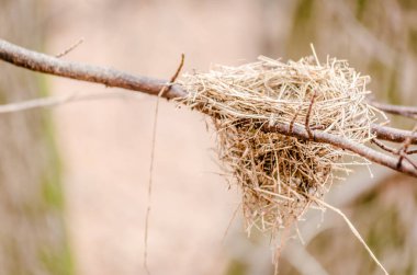 Sonbaharda Novi Sad yakınlarındaki Fruska Gora dağının manzarası. Kuşlar sonbaharda bir ağacın tepesinde yuva yaparlar..