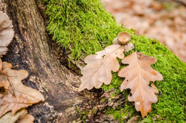 Sonbaharda Novi Sad yakınlarındaki Fruska Gora dağının manzarası. Ormandaki meşe palamutları, sonbaharda meşe ağacının arka bahçesini terk eder..