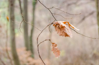 Sonbaharda Novi Sad yakınlarındaki Fruska Gora dağının manzarası. Sonbaharda meşe dalında kurumuş, sarı yapraklar..
