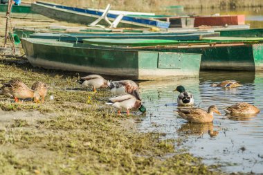 Doğal ortamlarında vahşi ördekler, kıyıda gölün soğuk, sonbahar sularının yanında.