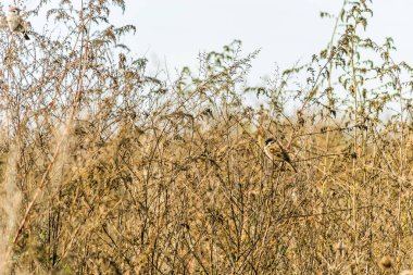 Doğal ortamlarında bir serçe sürüsü, bir gölün kıyısında. Sonbaharda göl kenarındaki çalıların sararan saplarında, doğal ortamlarında bir serçe sürüsü..