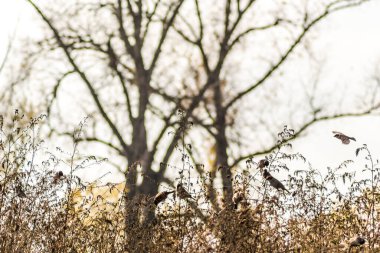 Doğal ortamlarında bir serçe sürüsü, bir gölün kıyısında. Sonbaharda göl kenarındaki çalıların sararan saplarında, doğal ortamlarında bir serçe sürüsü..