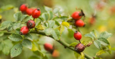 Rosa canina. Güneşli bir sonbaharda vahşi doğadaki gül çalılarının fotoğrafı..