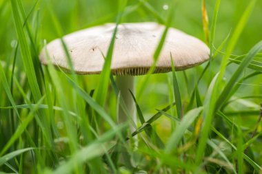 Ormanın önündeki yeşil çayırda beyaz mantarlar..