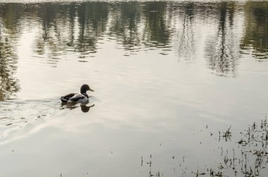 Doğal ortamlarında vahşi ördekler, Gölü 'nün soğuk sularında.
