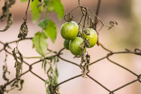 Green unripe tomatoes growing on the branches. green tomatoes ripening in a greenhouse. Green tomato growing on branch. Green cherry tomatoes growing in the garden.