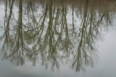 Göl suyundaki ağaç dallarının yansıması..