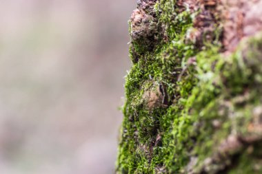 Female cypress cones (Cupressus sempervirens) on the crown of a tree in the Fruska gora National Park.