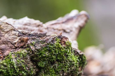 Female cypress cones (Cupressus sempervirens) on the crown of a tree in the Fruska gora National Park.