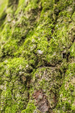 Female cypress cones (Cupressus sempervirens) on the crown of a tree in the Fruska gora National Park.