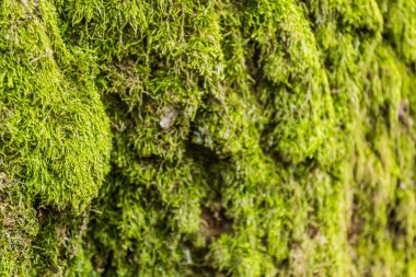 Female cypress cones (Cupressus sempervirens) on the crown of a tree in the Fruska gora National Park.