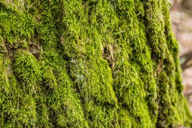Female cypress cones (Cupressus sempervirens) on the crown of a tree in the Fruska gora National Park.