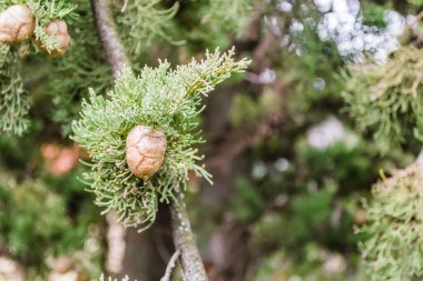 Female cypress cones (Cupressus sempervirens) on the crown of a tree in the Fruska gora National Park.