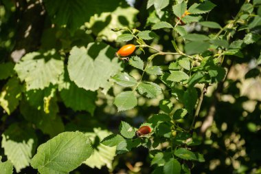 Rosa canina. Güneşli bir sonbaharda vahşi doğadaki gül çalılarının fotoğrafı.