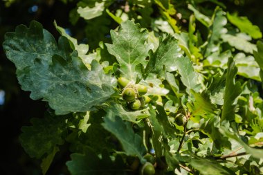 Akşamüstü güneşiyle aydınlatılan meşe ağacının gövdesinde yeşil bir meşe palamudu..