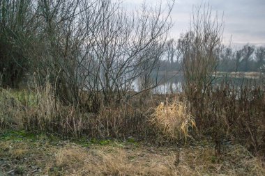 Kışın sabah göl. Kışın sabahları göl manzarası.