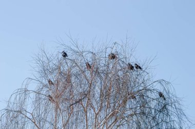 Ağacın tepesinde küçük bir kuzgun sürüsü söğütler.