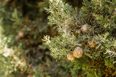 Female cypress cones (Cupressus sempervirens) on the crown of a tree in the Fruka gora National Park.