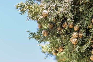 Female cypress cones (Cupressus sempervirens) on the crown of a tree in the Fruka gora National Park.