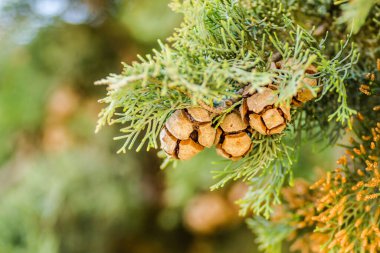 Female cypress cones (Cupressus sempervirens) on the crown of a tree in the Fruka gora National Park.