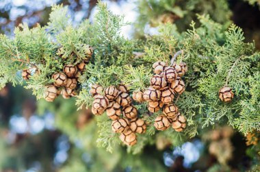 Female cypress cones (Cupressus sempervirens) on the crown of a tree in the Fruka gora National Park.