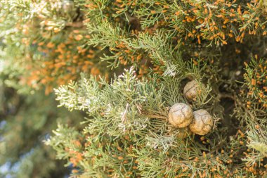 Female cypress cones (Cupressus sempervirens) on the crown of a tree in the Fruka gora National Park.