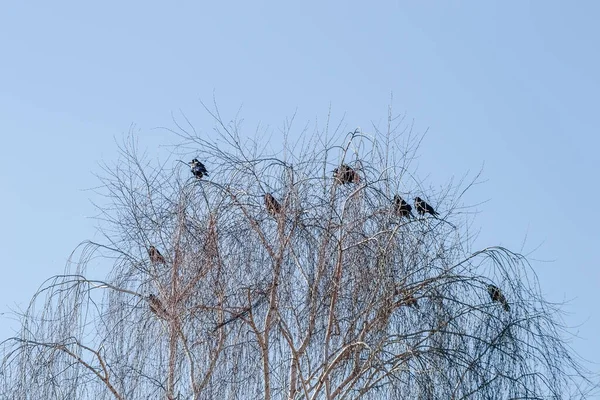 Ağacın tepesinde küçük bir kuzgun sürüsü söğütler.