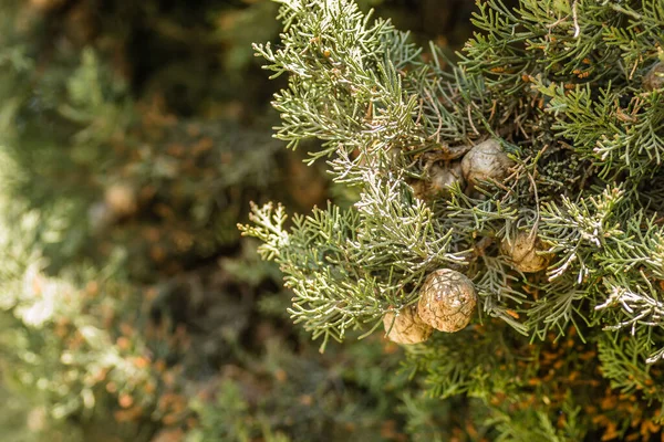 Female cypress cones (Cupressus sempervirens) on the crown of a tree in the Fruka gora National Park.
