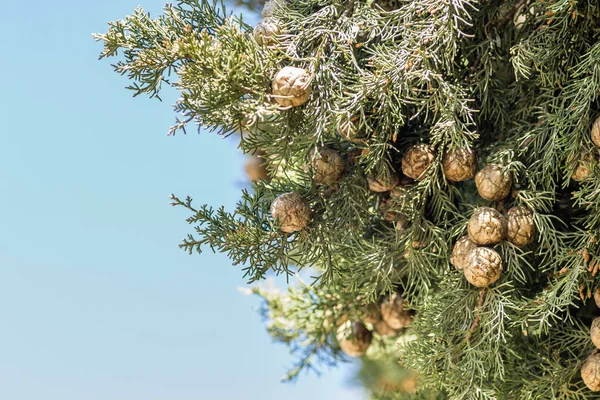 Female cypress cones (Cupressus sempervirens) on the crown of a tree in the Fruka gora National Park.