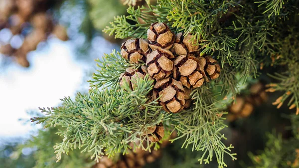 Female cypress cones (Cupressus sempervirens) on the crown of a tree in the Fruka gora National Park.
