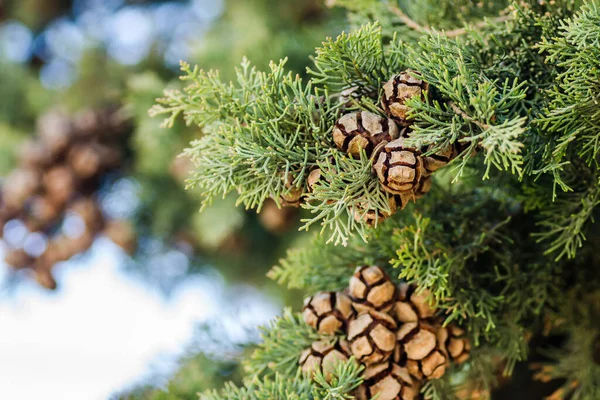 Female cypress cones (Cupressus sempervirens) on the crown of a tree in the Fruka gora National Park.