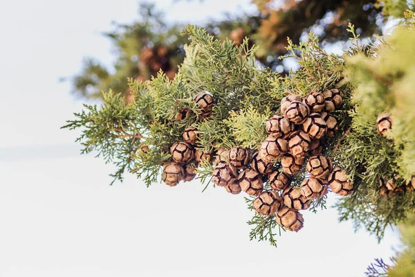 Female cypress cones (Cupressus sempervirens) on the crown of a tree in the Fruka gora National Park.