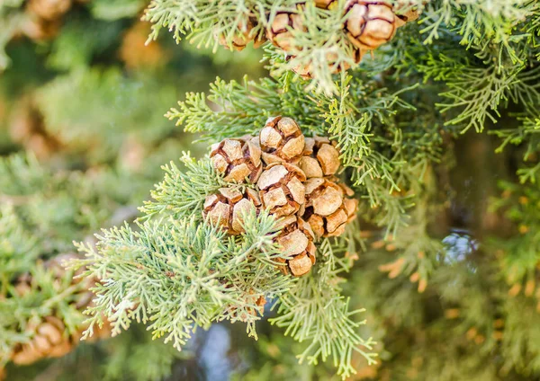 Female cypress cones (Cupressus sempervirens) on the crown of a tree in the Fruka gora National Park.