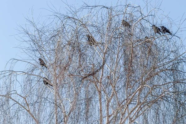 Little Flock Ravens Top Tree Canopy Willows Fotos de stock