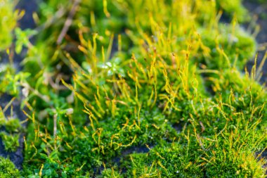 Moss on the wall of the Petrovaradin fortress, basked in the morning winter sun.