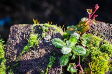 Moss on the wall of the Petrovaradin fortress, basked in the morning winter sun.