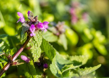 Vahşi ısırgan otları, kış güneşinin tadını çıkarıyor..