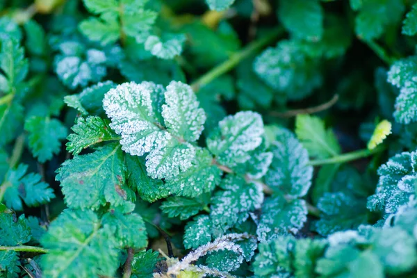 stock image Green leaves of meadow grass covered with morning frost.