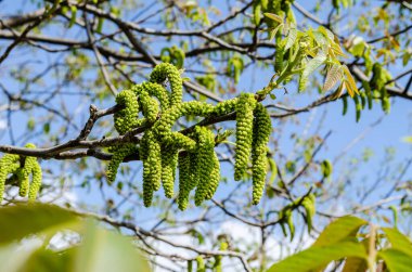 Ceviz çiçeği. İlkbaharda ceviz dalıyla yakın çekim. Ceviz çiçeği. Yaklaş..