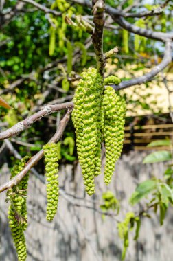 Ceviz çiçeği. İlkbaharda ceviz dalıyla yakın çekim. Ceviz çiçeği. Yaklaş..