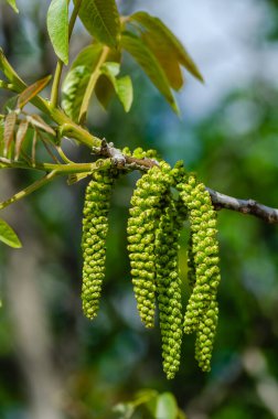 Ceviz çiçeği. İlkbaharda ceviz dalıyla yakın çekim. Ceviz çiçeği. Yaklaş..