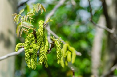 Ceviz çiçeği. İlkbaharda ceviz dalıyla yakın çekim. Ceviz çiçeği. Yaklaş..