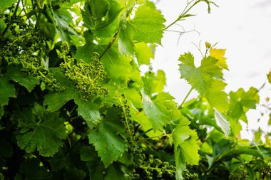 Affirmed young cluster on a vine sunlit by the spring sun.