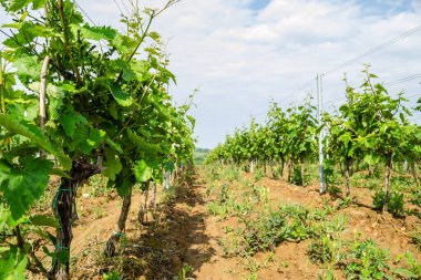 Sırbistan 'ın Sremski Karlovci kentinde geleneksel tarımda genç asmalar yetiştirildi.
