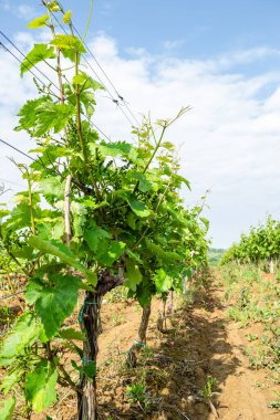 Sırbistan 'ın Sremski Karlovci kentinde geleneksel tarımda genç asmalar yetiştirildi.