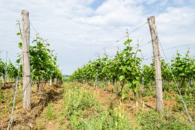 Sırbistan 'ın Sremski Karlovci kentinde geleneksel tarımda genç asmalar yetiştirildi.