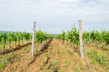 Sırbistan 'ın Sremski Karlovci kentinde geleneksel tarımda genç asmalar yetiştirildi.