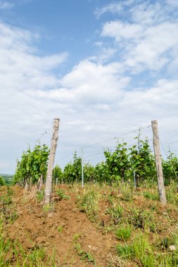 Sırbistan 'ın Sremski Karlovci kentinde geleneksel tarımda genç asmalar yetiştirildi.